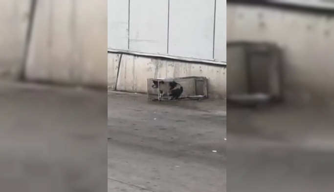 Muğla'da sucuk çalan kedinin kafeste hapsedildiği iddiası