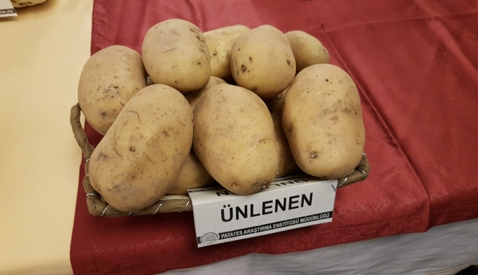 Yerli üç patates tohumunun daha satışı yapıldı
