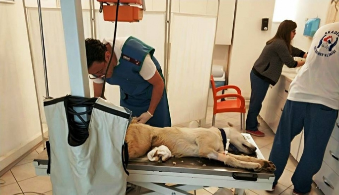 Giresun'da bacağı kırılan köpek Samsun'da tedavi edildi
