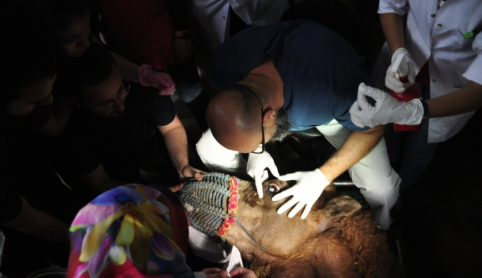 Gözleri görmeyen güreşçi deveye katarakt ameliyatı