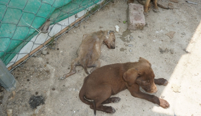 Keşan'da barınaktaki 3 köpek yavrusu öldürüldü