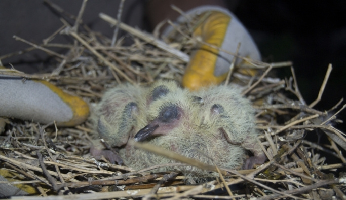 Enkaz altında kalan yavru kuşları köylüler kurtardı