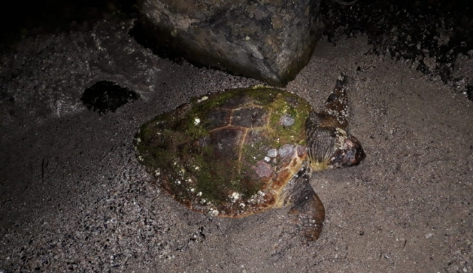 Muğla'da ölü ve yaralı deniz kaplumbağaları bulundu