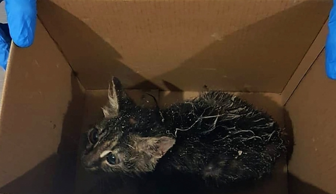 Kanalizasyon boşluğuna düşen kedi kurtarıldı