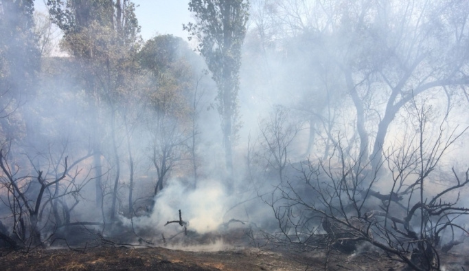 Kırşehir'de orman yangını