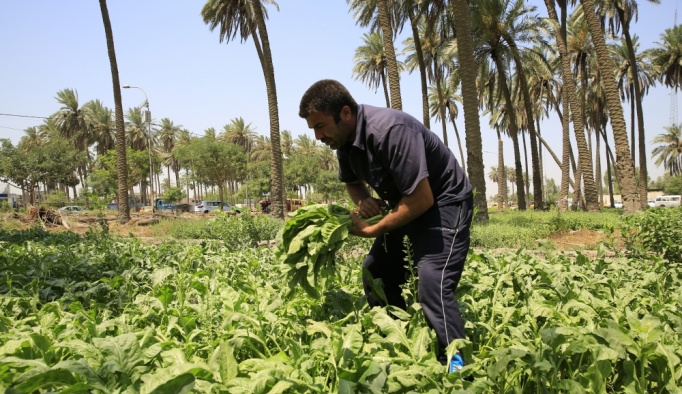 Kuraklık "iki nehir ülkesi" Irak'ta tarımı bitirmek üzere