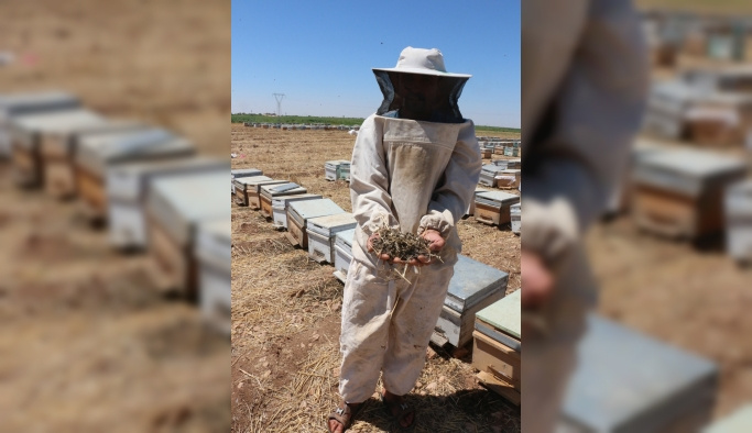 Şanlıurfa'da arı ölümleri