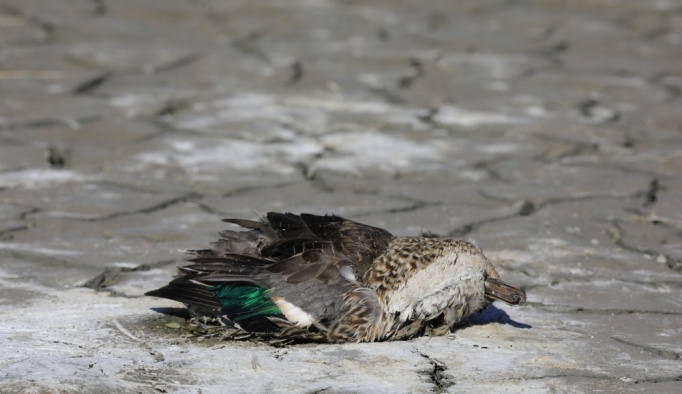 "Kuş ölümlerinin sebebi kirlilik ve mevsimsel faktörler"