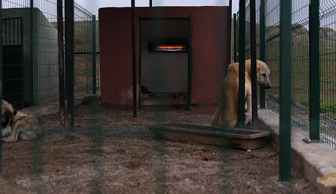 Mardin Büyükşehir Belediyesi, barınaktaki hayvanları ısıtmak için özel sobalar kurdu.