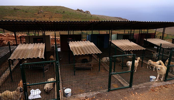 Mardin Büyükşehir Belediyesi, barınaktaki hayvanları ısıtmak için özel sobalar kurdu.